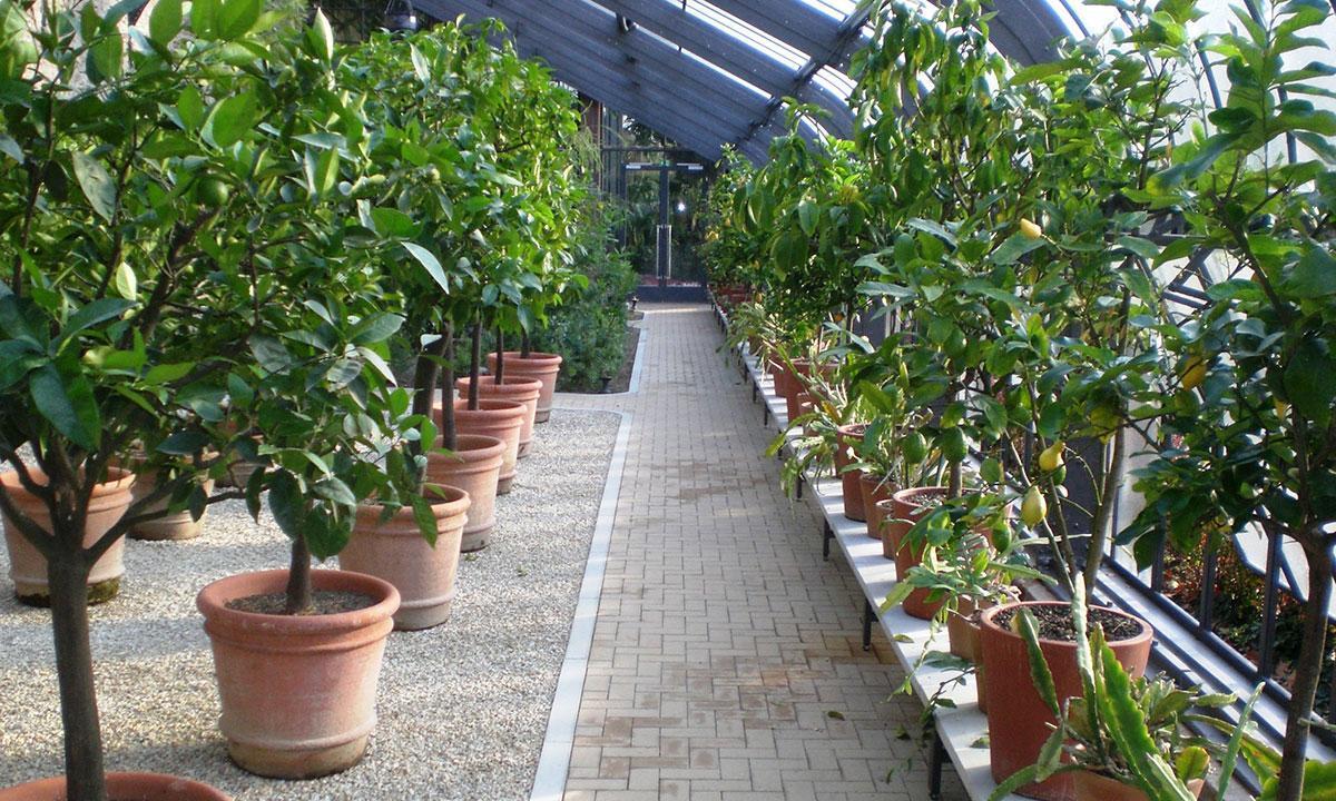 Kübelpflanzen im Glashaus des Botanischen Gartens Karlsruhe; Foto: Stefan Helleckes Kübelpflanzen im Glashaus des Botanischen Gartens Karlsruhe; Foto: Stefan Helleckes