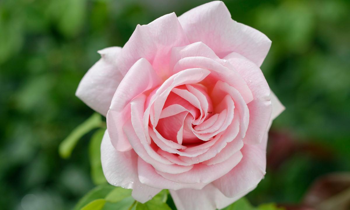 Rosenblüte in strahlendem Rosarot; Foto: Staatliche Schlösser und Gärten Baden-Württemberg, Niels Schubert Rosenblüte in strahlendem Rosarot; Foto: Staatliche Schlösser und Gärten Baden-Württemberg, Niels Schubert