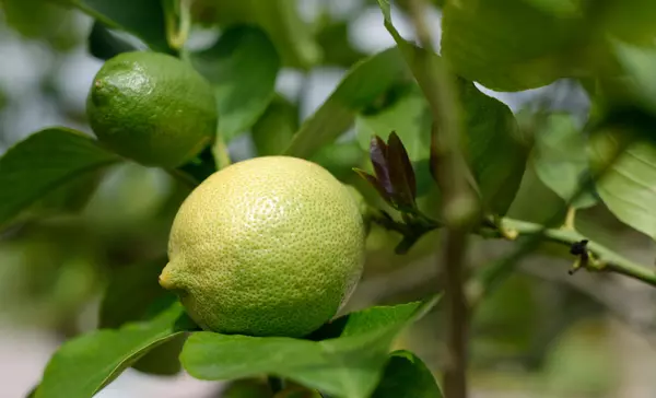 Pomeranze im Schlossgarten Weikersheim