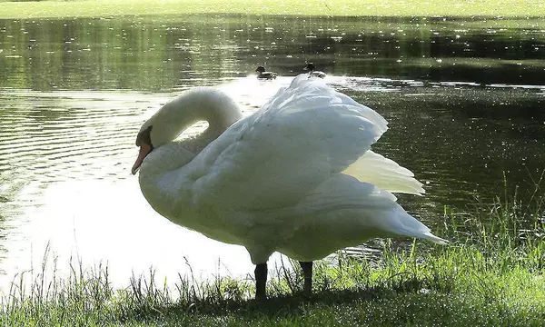 Schwan Friedrich im Schlossgarten Favorite Rastatt