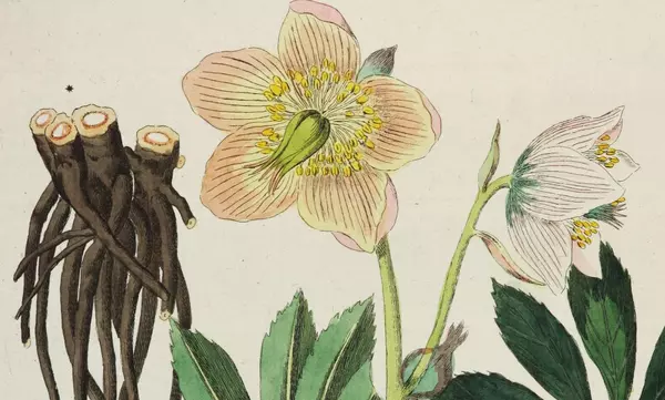 Christrose aus Friedrich Dreves: Botanisches Bilderbuch für die Jugend und Freunde der Pflanzenkunde, 5 Bände, Leipzig 1794-1819