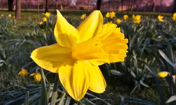 Narzisse im Schlossgarten Schwetzingen