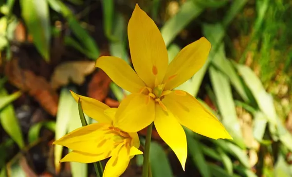 Wildtulpe im Schlossgarten Weikersheim