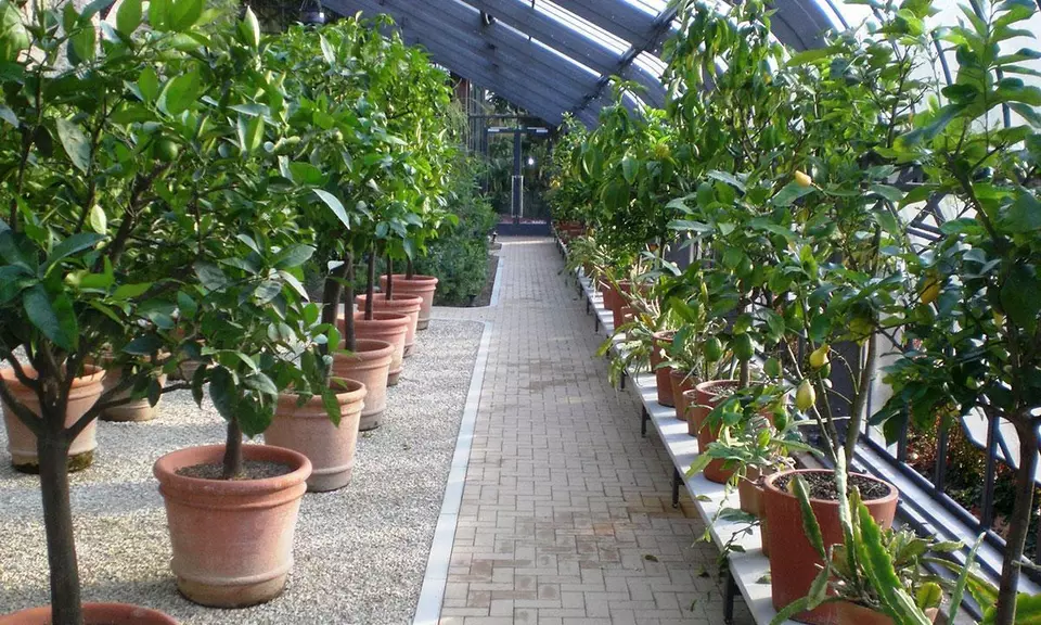 Kübelpflanzen im Glashaus des Botanischen Gartens Karlsruhe