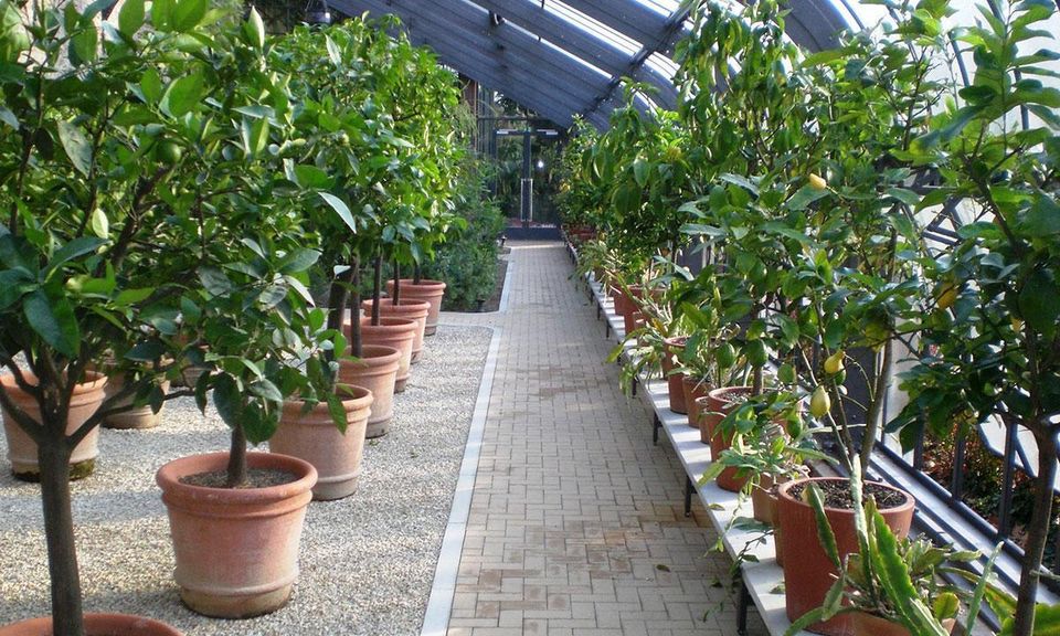 Kübelpflanzen im Glashaus des Botanischen Gartens Karlsruhe; Foto: Stefan Helleckes Kübelpflanzen im Glashaus des Botanischen Gartens Karlsruhe; Foto: Stefan Helleckes