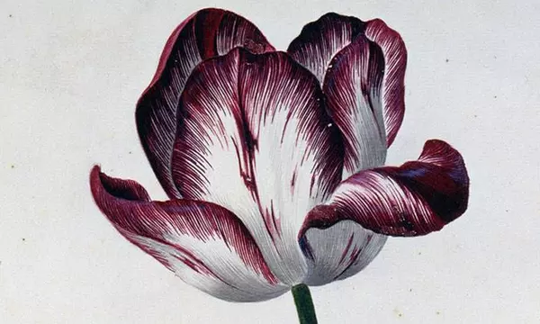 Aquarellblatt aus dem Karlsruher Tulpenbuch