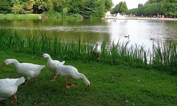 Gänse im Schlossgarten Schwetzingen