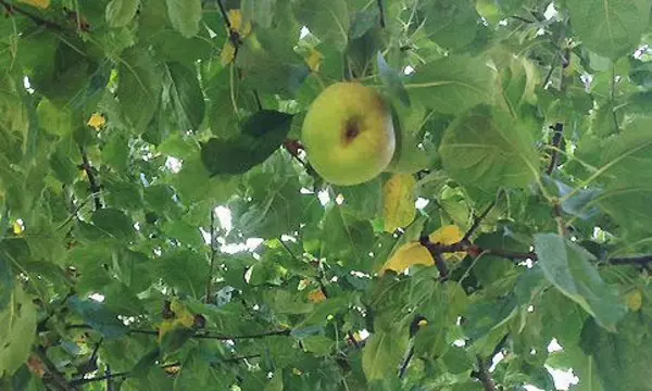 Apfelbaum im Schlossgarten Schwetzingen