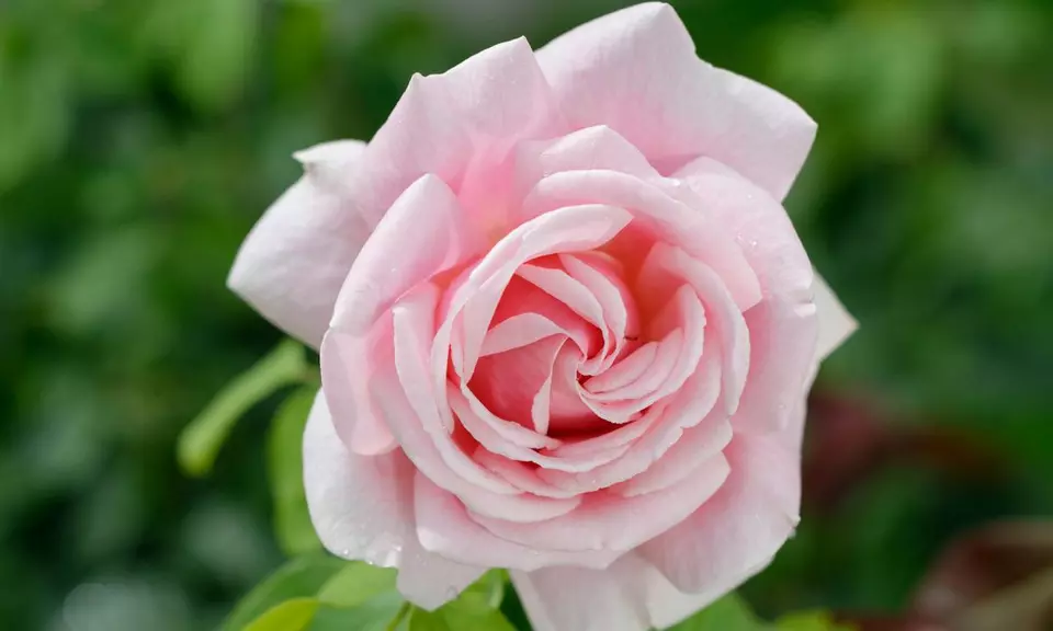 Rosenblüte in strahlendem Rosarot