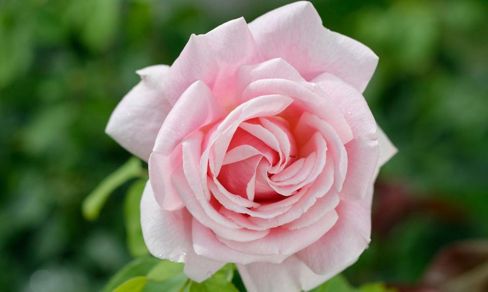 Rosenblüte in strahlendem Rosarot; Foto: Staatliche Schlösser und Gärten Baden-Württemberg, Niels Schubert Rosenblüte in strahlendem Rosarot; Foto: Staatliche Schlösser und Gärten Baden-Württemberg, Niels Schubert